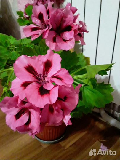 Пеларгония герань