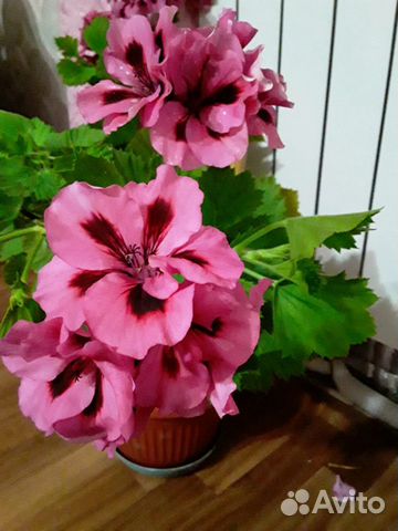 Пеларгония герань