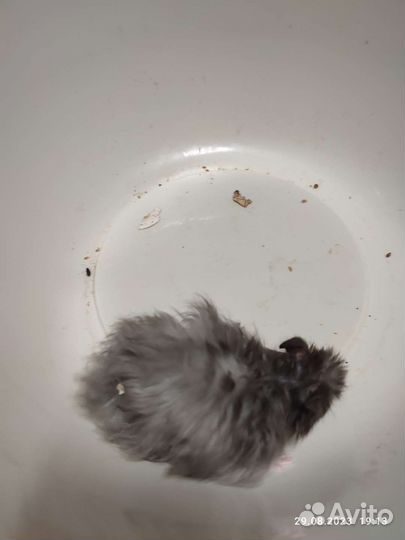 Сирийские хомячки ручные