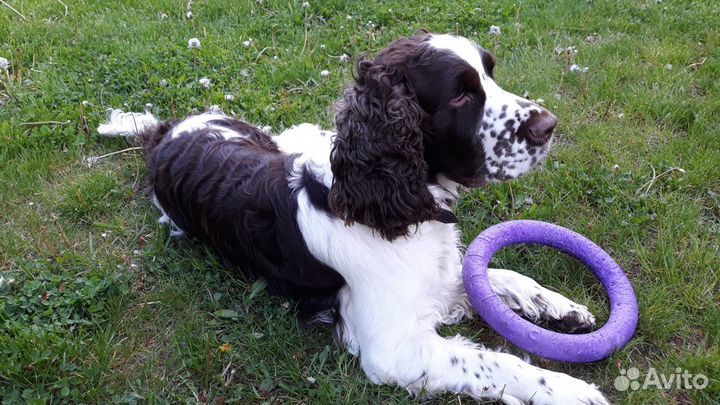 Спрингер Спаниель вязка