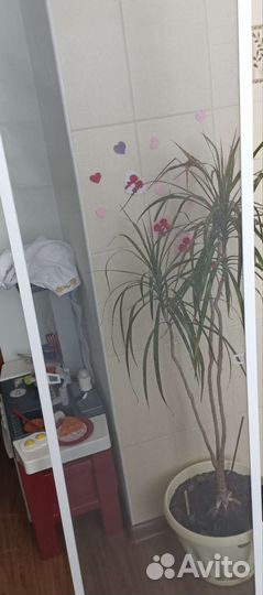 Москитные сетки на окна