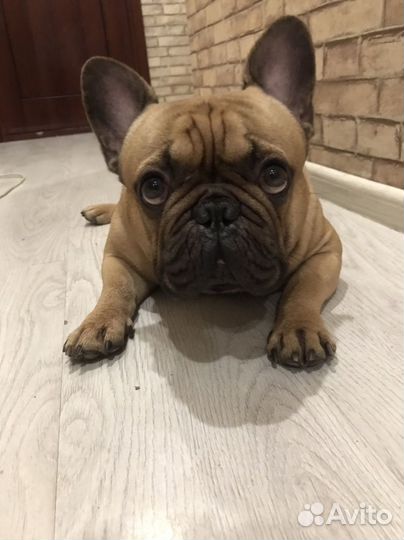 Французский бульдог вязка