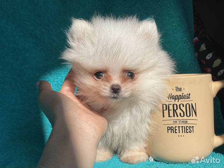 Померанский шпиц мини микро