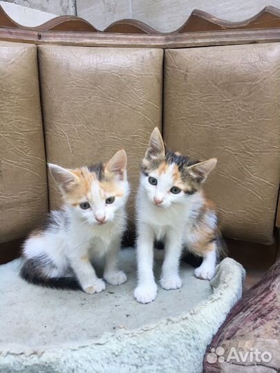 Котята в хорошие руки