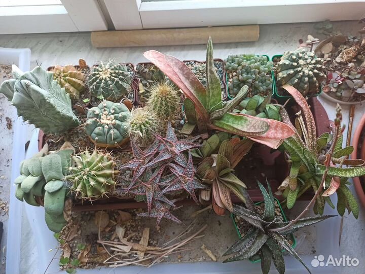 Суккуленты, адромискус, гастерия, кактус, хавортия