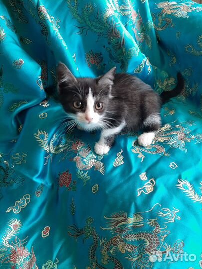 Котена девочка 4 мес - в добрые руки