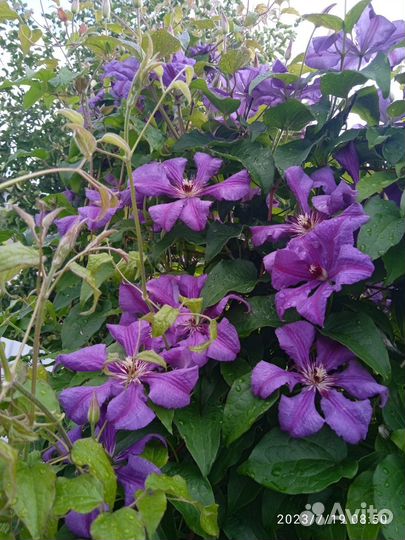 Цветы для сада