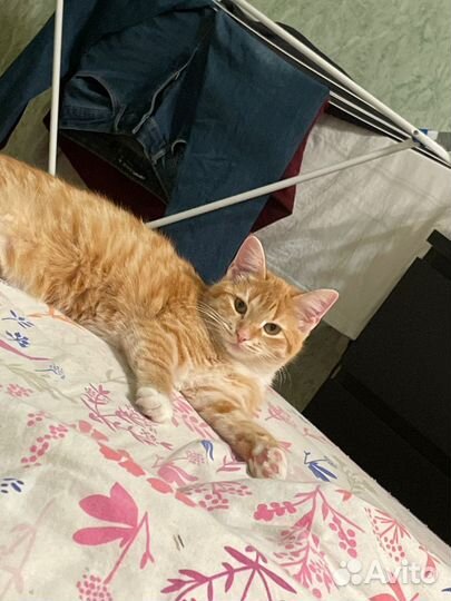 Кошка в дар бесплатно