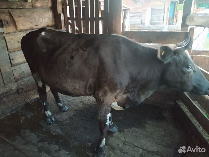 Корова стельная дойная