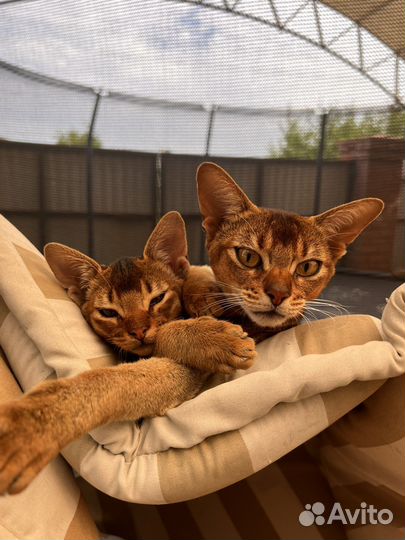 Абиссинские котята