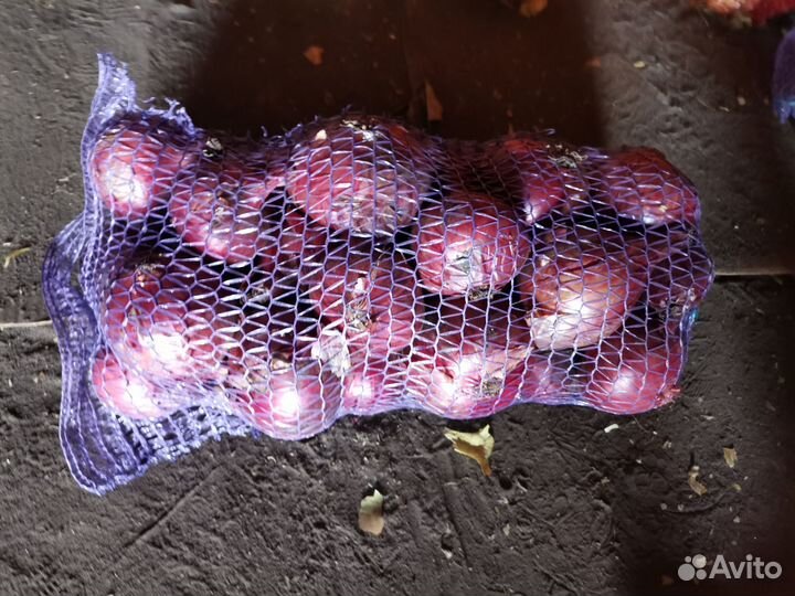 Лук красный