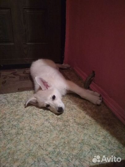 Дворняга смесь с лабрадором