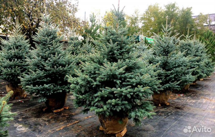 Ель Glauca с доставкой