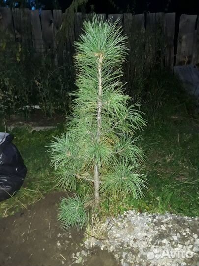 Кедр саженцы