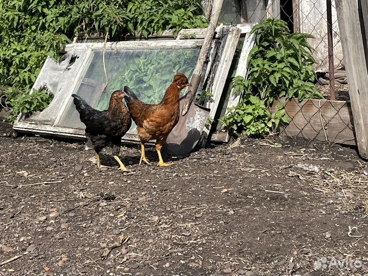 Куры несушки