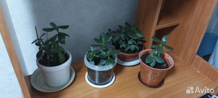 Комнатные цветы