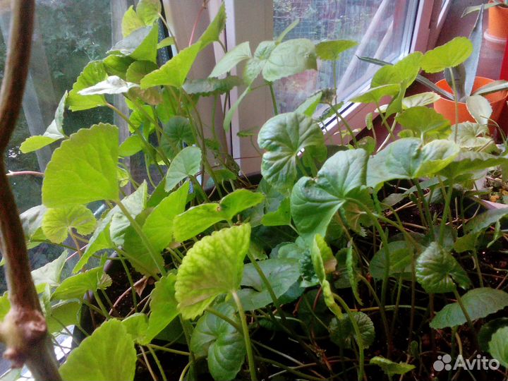 Лекарственное растение Гота-Колу