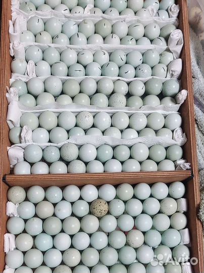 Яйца перепелиные инкубационное Селадон