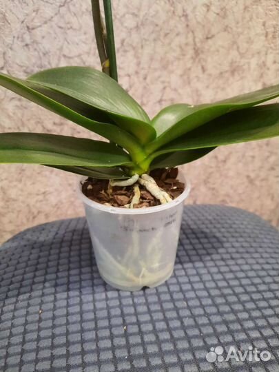 Орхидея фаленопсис