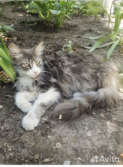 Кошка Василисса в добрые руки