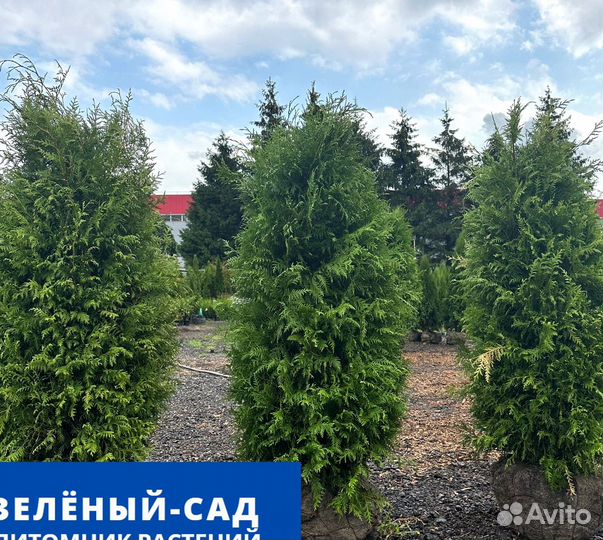 Туя западная 