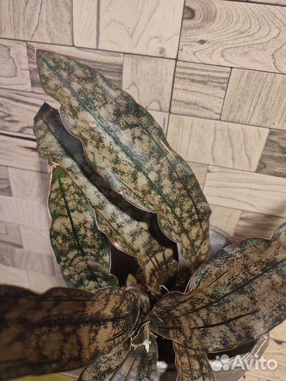 Сансевиерия copper tone