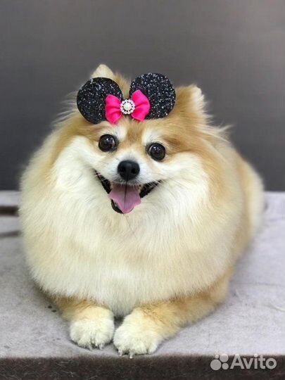 Стрижка собак и кошек