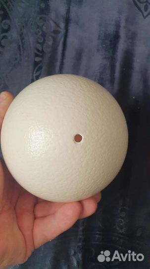 Яйцо страуса