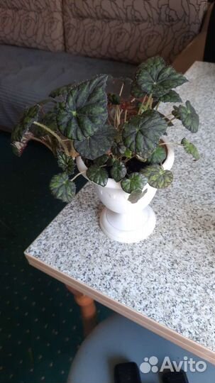 Спатифиллум, драцена, калеус, бегония