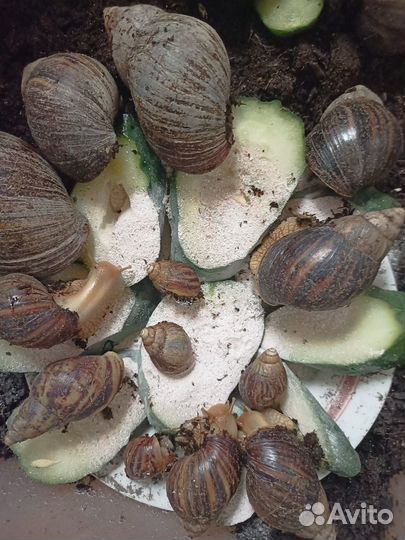 Улитки ахатины