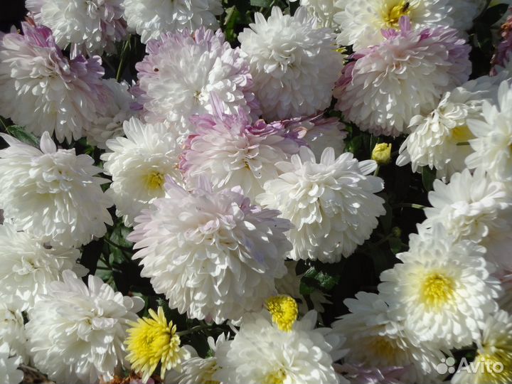 Хризантемы для сада разные