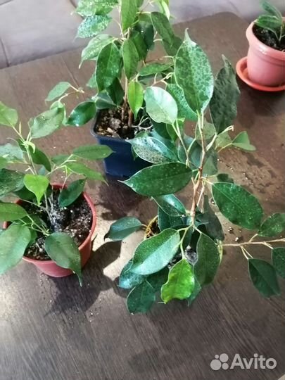 Сортовые фикусы