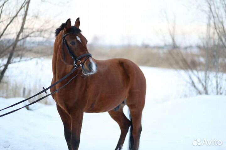Продам мерина арабской породы