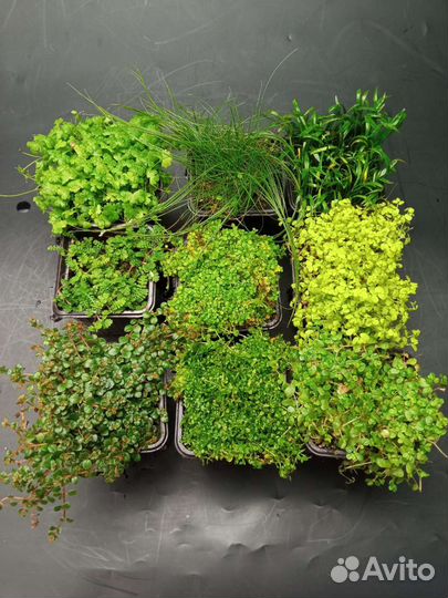 Почвопокровные растения