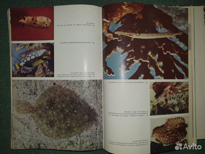 Urania Tierreich. Fische.Lurche.Kriechtiere