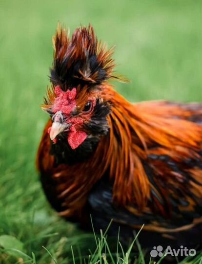 Павловское золото.Яйца