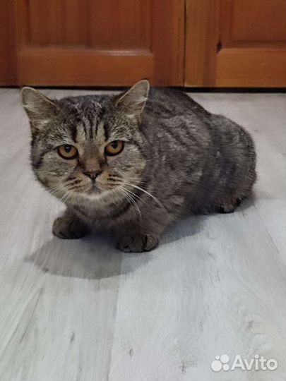 Кошка в дар бесплатно