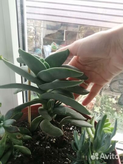 Крассулы сортовые