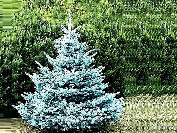 Голубая ель с доставкой