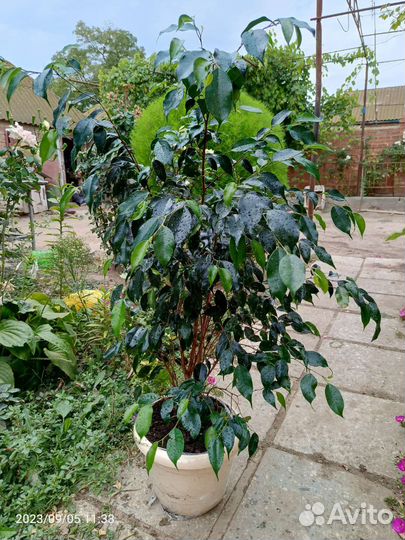 Фикус бенджамина