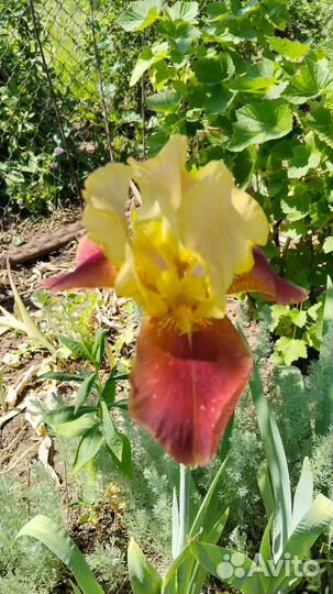 Сортовые ирисы