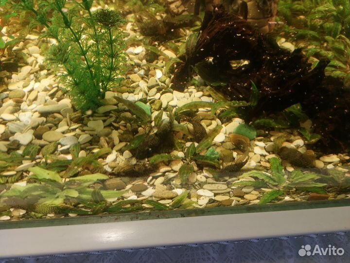 Сомики анциструсы