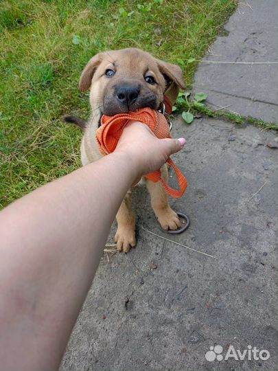 Собака Шарпей