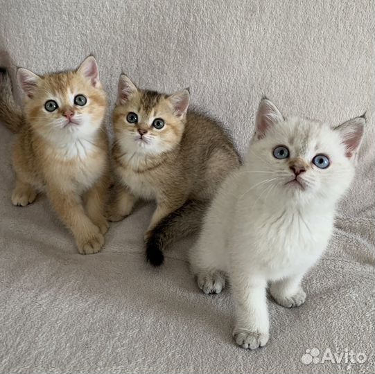 Котята британцы короткошерстные золотые