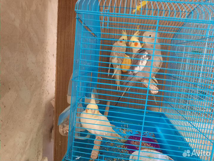 Попугаи волнистые, неразлучники, кореллы, ожерелов