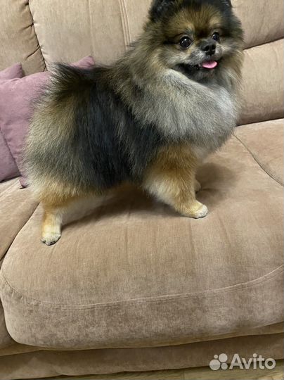 Шпиц кобель вязка