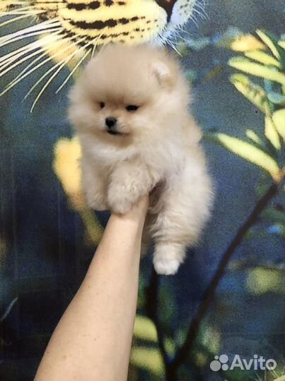 Шпице мишки