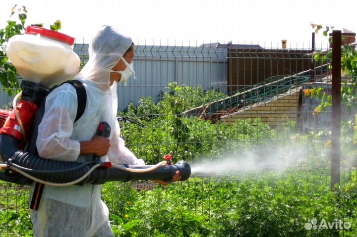 Уничтожение клопов тараканов лечение растений