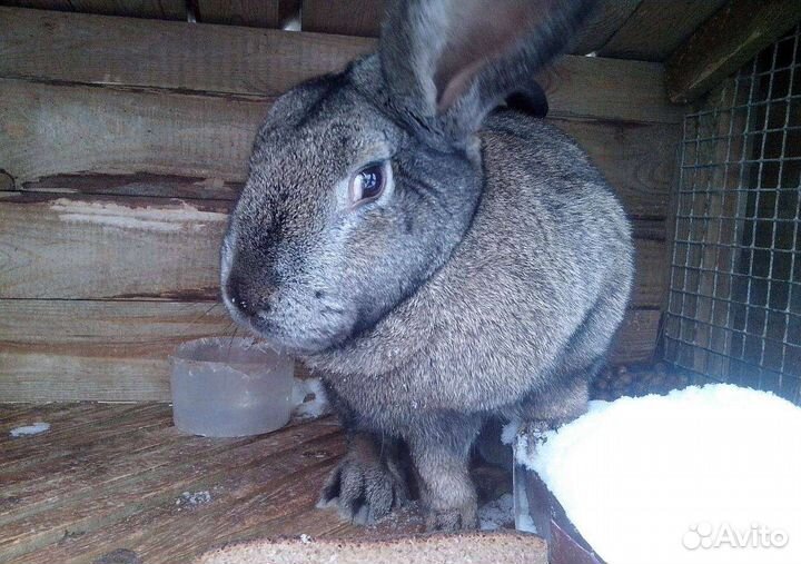 Продам кроликов