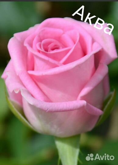 Саженцы роз